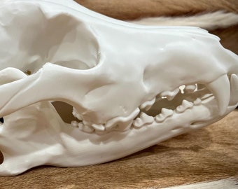 Grey Replica Wolf Skull XL - 3d Printed - Life Size - Realistic