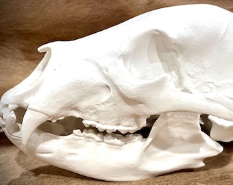 Replica Black Bear Skull- Life Size - Boone and Crocket - 3D Printed - Unique, Macabre,