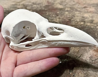 Replica Raven Skull XL - 3d Printed - Life Size - Realistic - Attached Lower Jaw
