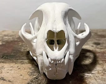 Replica Bobcat Skull - 3d Printed - Life Size - Realistic