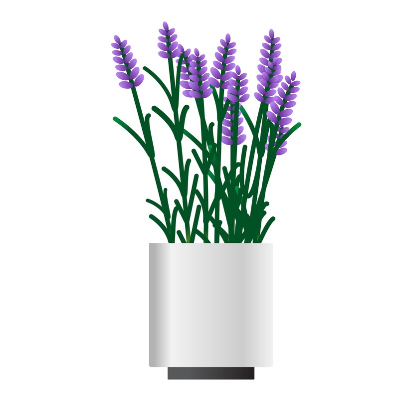 Puede incluir: Ilustraci&oacute;n digital de plantas de lavanda en una maceta cuadrada blanca. Las flores de lavanda son moradas, y los tallos y hojas son verdes. La maceta tiene una base negra y un efecto degradado en la superficie blanca.