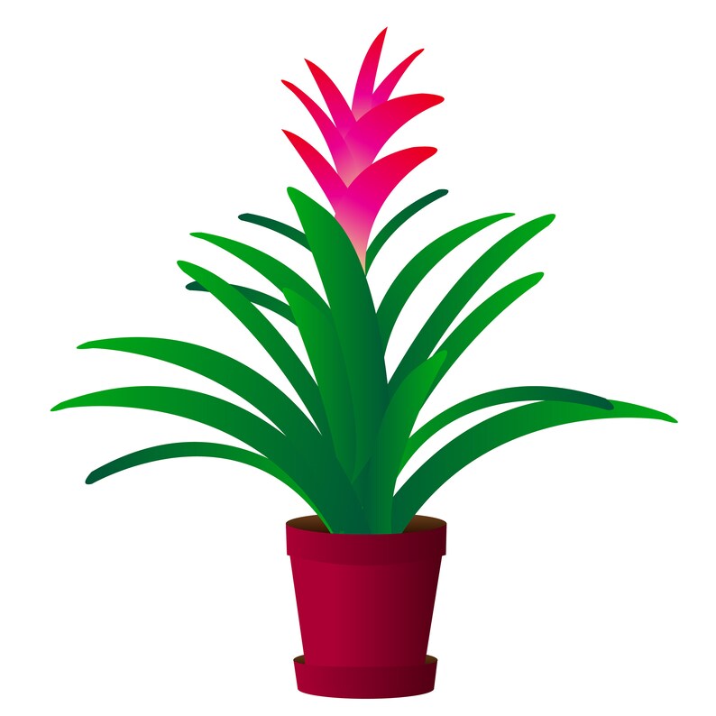 Puede incluir: Ilustraci&oacute;n de una planta de bromelia en maceta. La planta presenta hojas largas y verdes y una llamativa flor rosa y roja. La planta est&aacute; en una maceta de color rojo oscuro con un platillo a juego, sobre un fondo blanco.