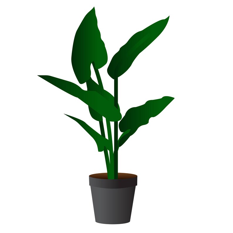 Puede incluir: Imagen digital de una planta en maceta. La planta presenta hojas y tallos largos y verdes vibrantes, sobre un fondo blanco. La maceta es de color gris oscuro, proporcionando una base neutra para la planta.