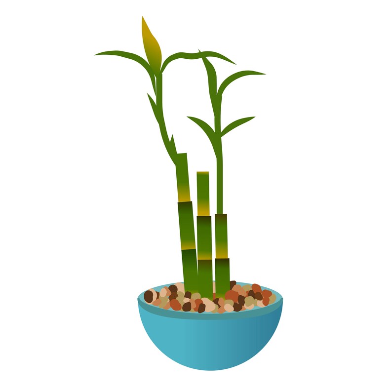 Puede incluir: Ilustraci&oacute;n digital de una planta de bamb&uacute; de la suerte en un cuenco azul claro. Los tallos de bamb&uacute; son verdes y amarillos, con hojas verdes. El cuenco est&aacute; lleno de peque&ntilde;as piedras marrones y beige.