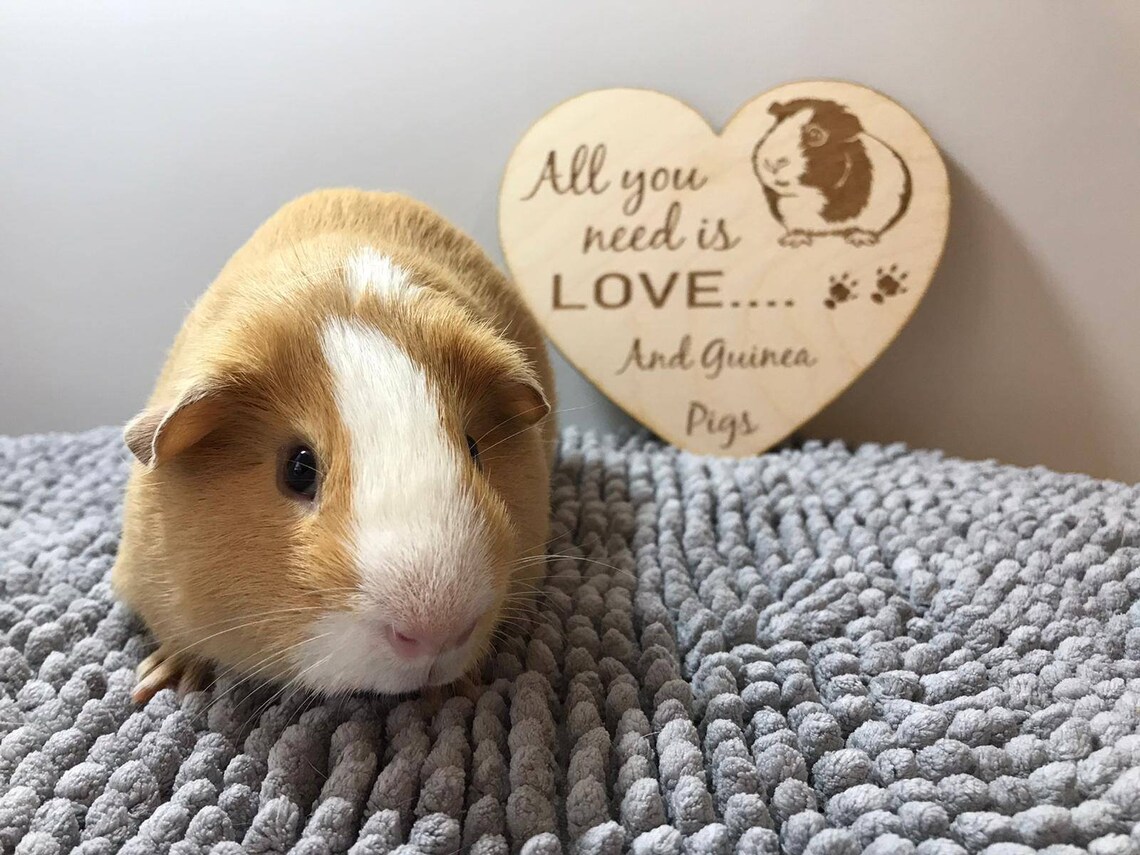 Guinea Pig Love Heart Wall Hanging 'All You Need Is Etsy