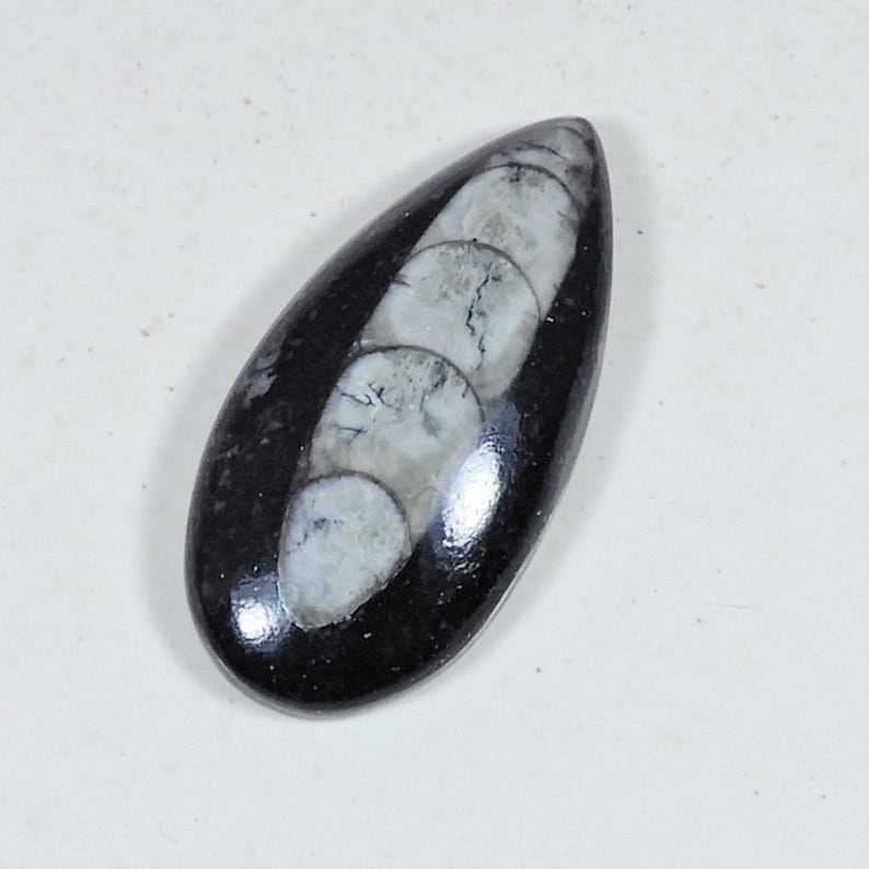 Orthoceras handmade Gemstone 29Cts Orthoceras Polished Cabochon Loose Gemstone 17X35X07MM Natural Orthoceras Loose Gemstone Amazing!