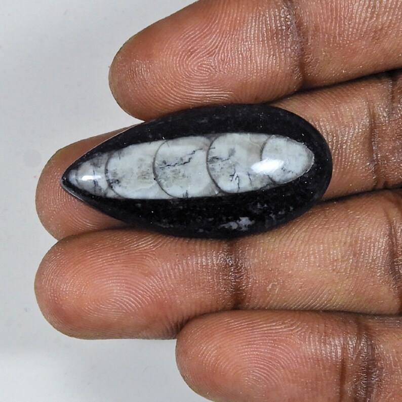 Orthoceras handmade Gemstone 29Cts Orthoceras Polished Cabochon Loose Gemstone 17X35X07MM Natural Orthoceras Loose Gemstone Amazing!