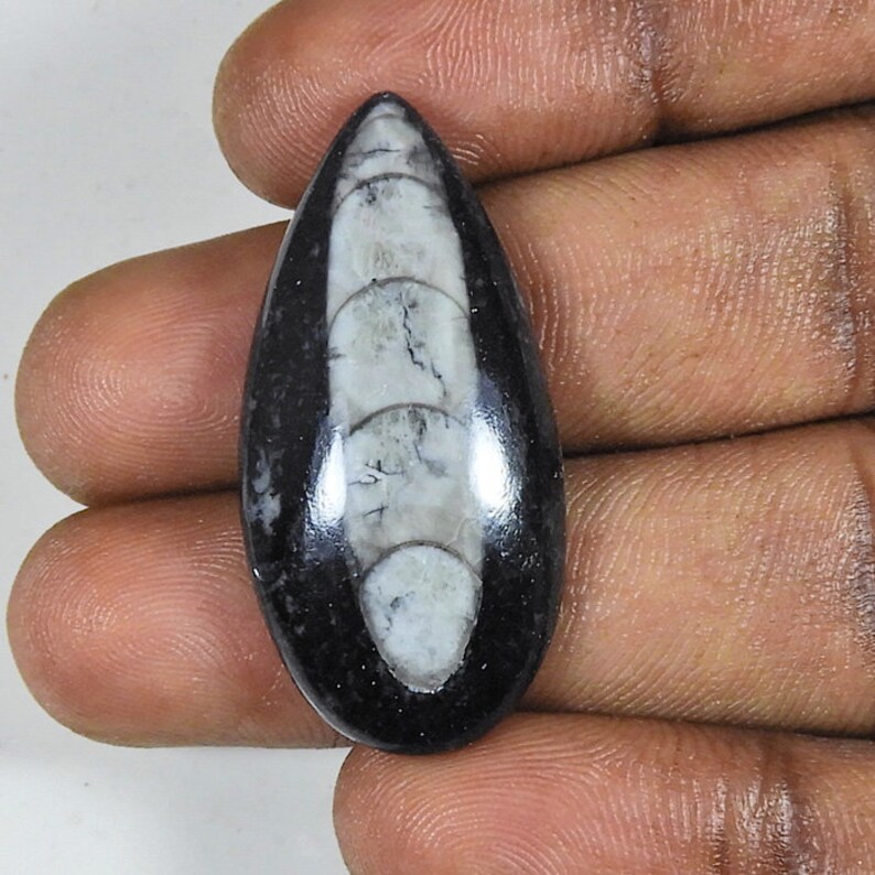 Orthoceras handmade Gemstone 29Cts Orthoceras Polished Cabochon Loose Gemstone 17X35X07MM Natural Orthoceras Loose Gemstone Amazing!