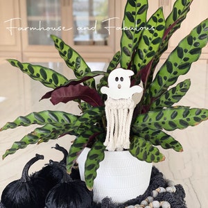 Puede incluir: Una maceta de cer&aacute;mica blanca con una planta de patr&oacute;n verde y negro. Un recorte de fantasma blanco con un borla de macram&eacute; cuelga de la planta. Dos calabazas de terciopelo negro y una cuerda de cuentas grises est&aacute;n sobre una superficie de malla negra.