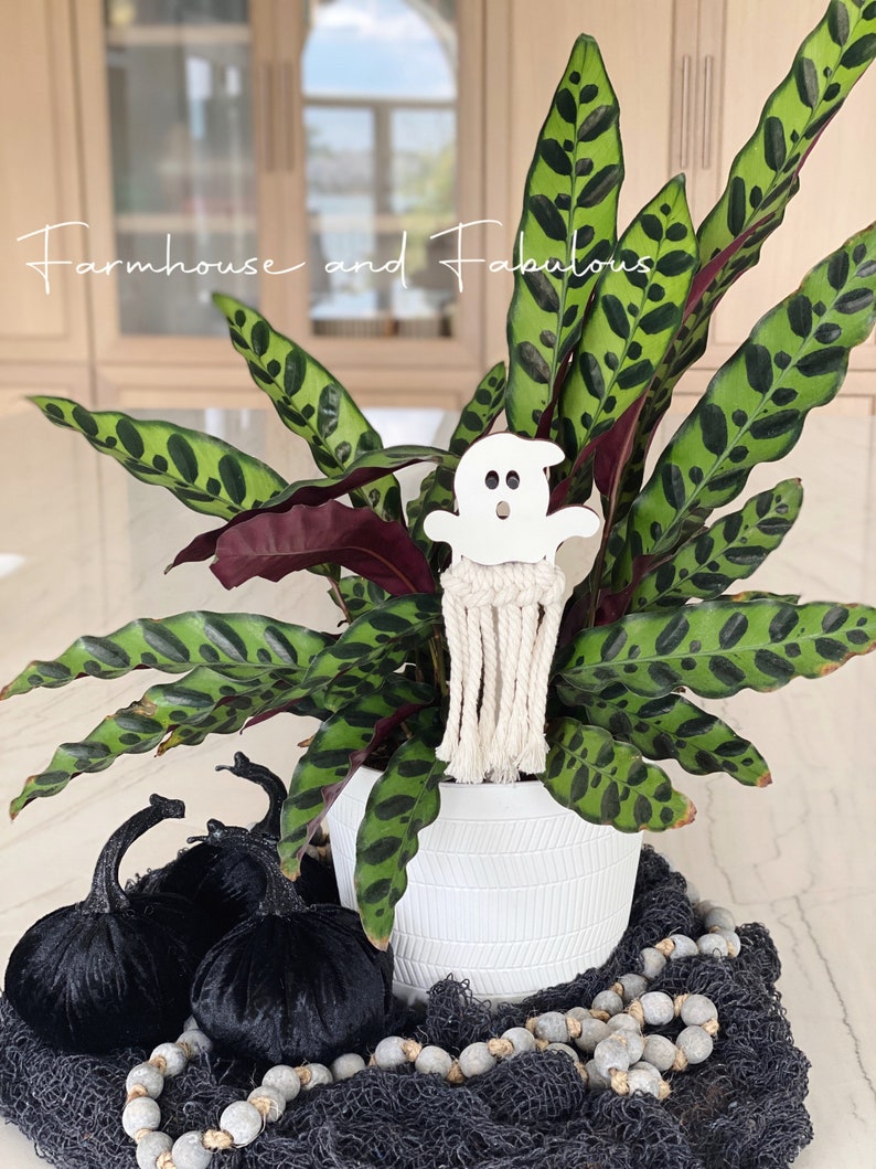 Puede incluir: Una maceta de cer&aacute;mica blanca con una planta de patr&oacute;n verde y negro. Un recorte de fantasma blanco con un borla de macram&eacute; cuelga de la planta. Dos calabazas de terciopelo negro y una cuerda de cuentas grises est&aacute;n sobre una superficie de malla negra.