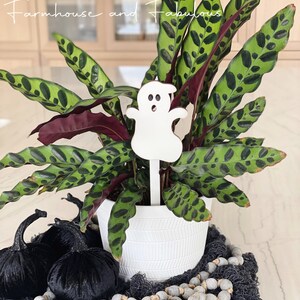 Puede incluir: Una maceta de cer&aacute;mica blanca con una planta de patr&oacute;n verde y negro. Una figurita de fantasma blanca est&aacute; clavada en la tierra. La maceta est&aacute; rodeada de calabazas de terciopelo negro y una guirnalda de cuentas grises sobre una tela negra.