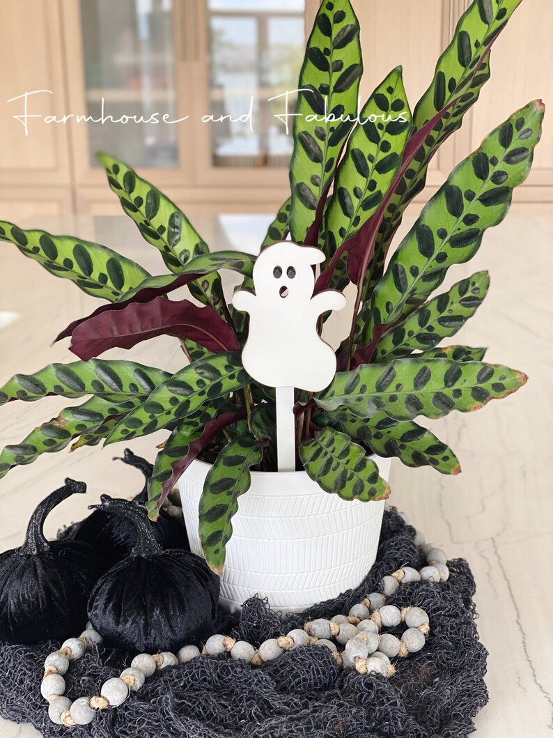 Puede incluir: Una maceta de cer&aacute;mica blanca con una planta de patr&oacute;n verde y negro. Una figurita de fantasma blanca est&aacute; clavada en la tierra. La maceta est&aacute; rodeada de calabazas de terciopelo negro y una guirnalda de cuentas grises sobre una tela negra.