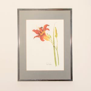 Day Lily Print - Botanical Illustration, Botanical Lithograph