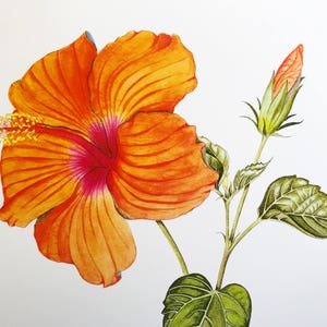 Hibiscus Print - Botanical Illustration, Botanical Lithographic print