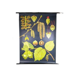 Vintage Wanddiagramm - Lehrtafel Haselnuss von Hagemann - Jung Koch Quentell  - Botanische Wandkarte - Schule - Schulbild - 1965