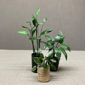 May include: Three miniature potted plants. One plant is in a woven beige pot, and the other two are in black pots. The plants have green leaves and stems. The background is a neutral beige.