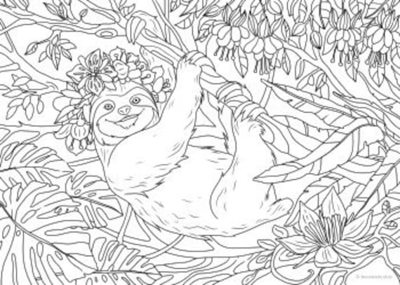 Sloth coloring book for adults: (Animal Coloring Books for Adults)