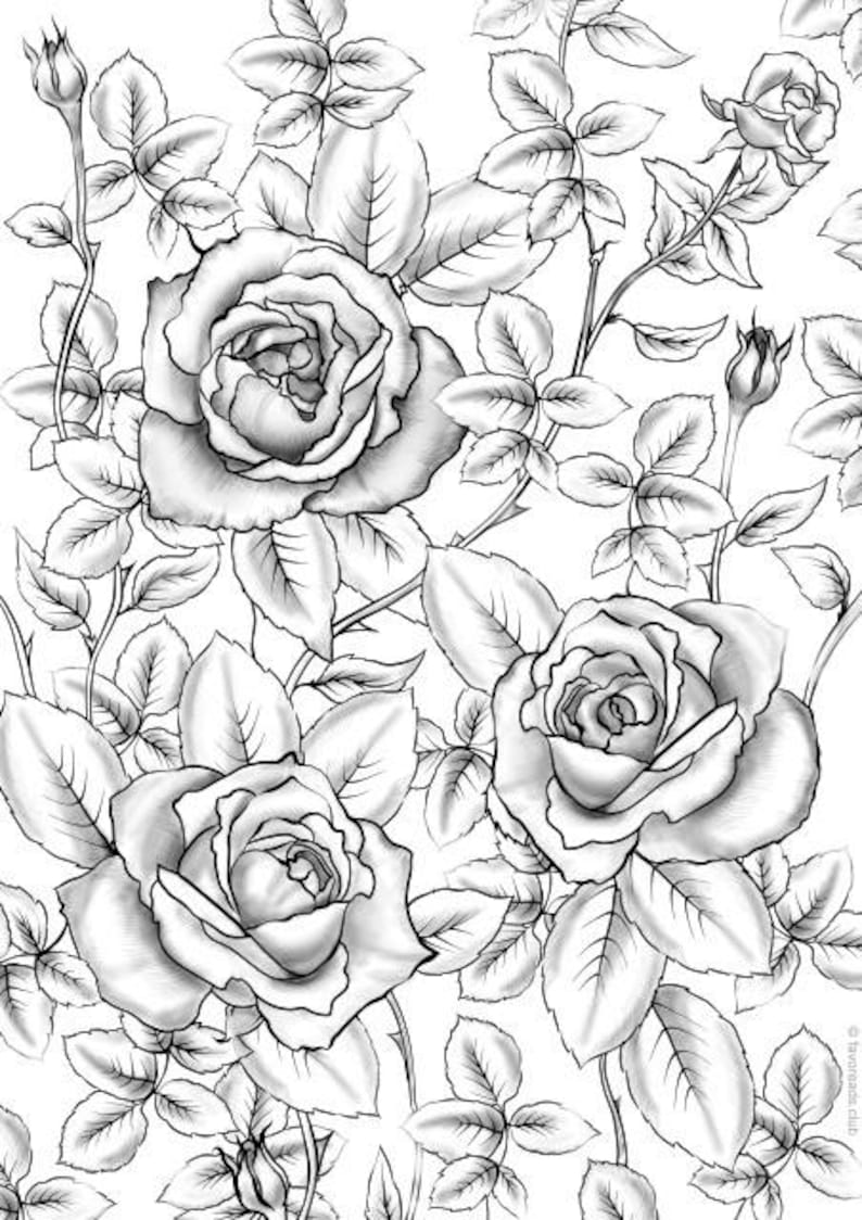 Roses Printable Adult Coloring Page from Favoreads  