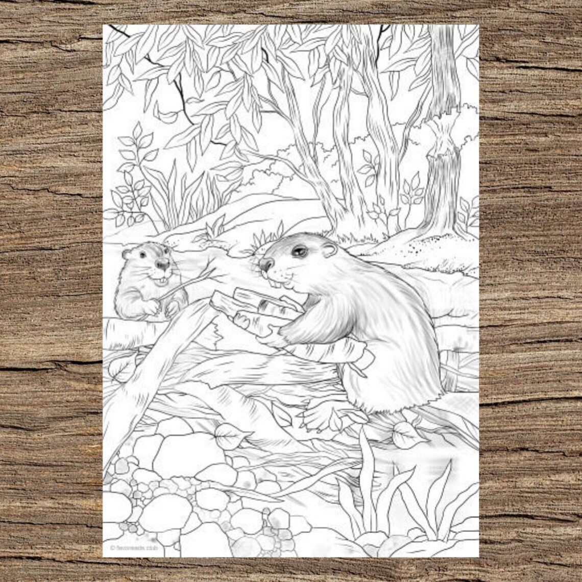 Beavers Printable Adult Coloring Page From Favoreads | Etsy UK