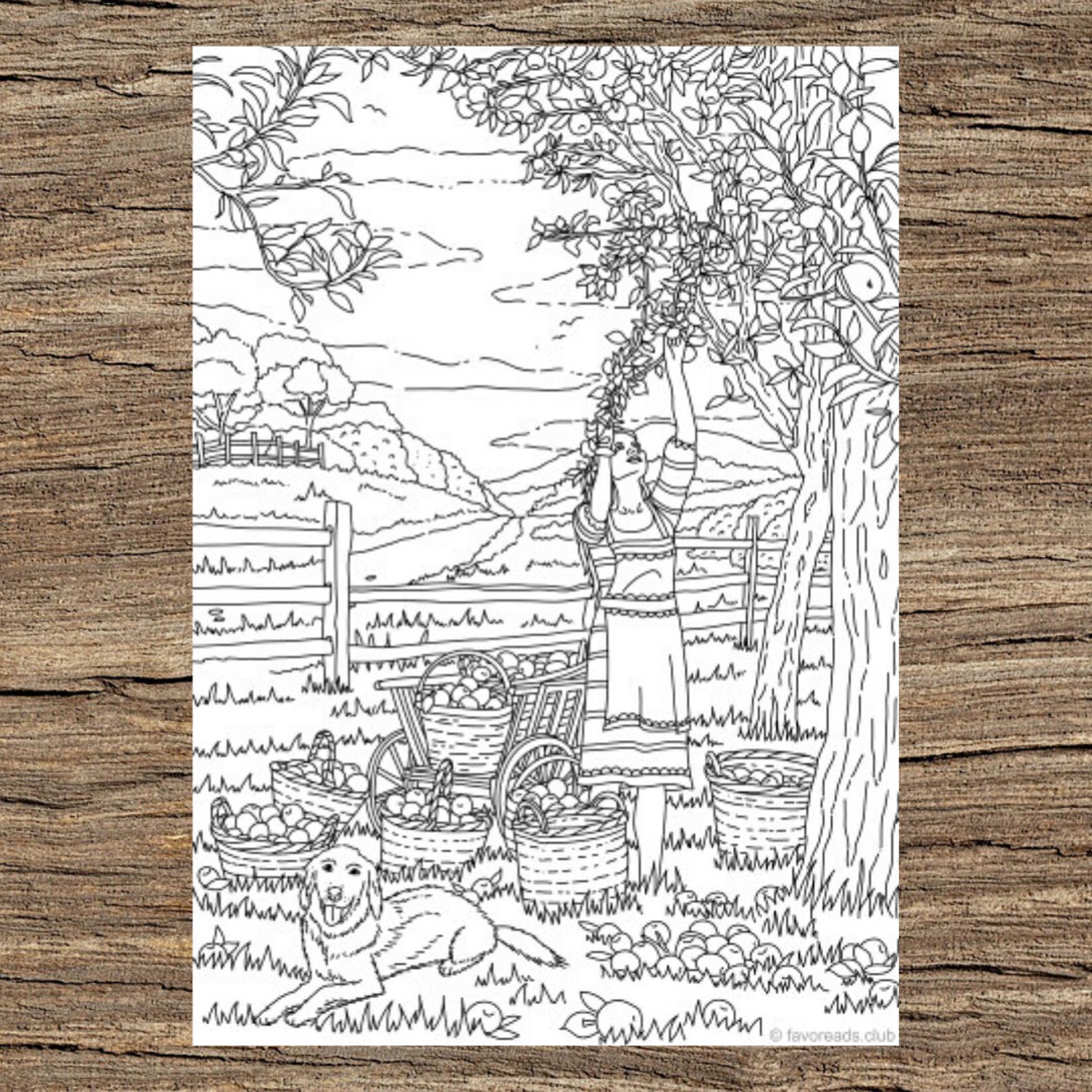 Harvest Time Printable Adult Coloring Page From Favoreads - Etsy
