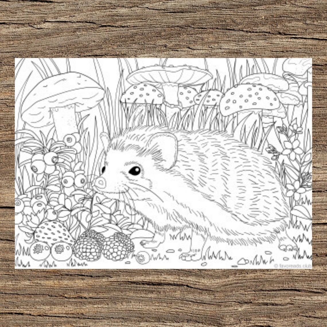 Hedgehog Printable Adult Coloring Page From Favoreads coloring Book