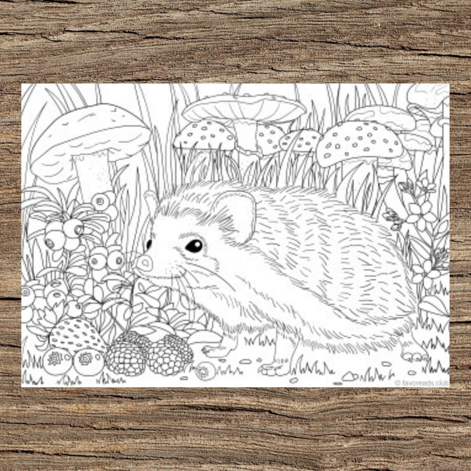 Hedgehog - Printable Adult Coloring Page From Favoreads (coloring Book ...