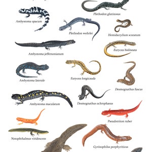 Salamanders of the Northeastern United States poster