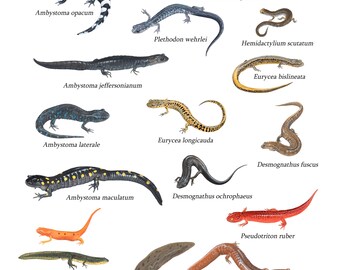 Salamanders of the Northeastern United States poster