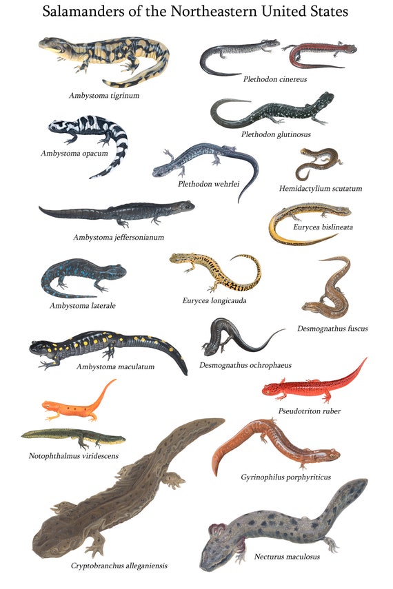 Salamanders of the Northeastern States Poster -
