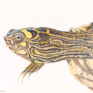 May include: A detailed pencil drawing of a turtle with a yellow, brown, and black patterned shell. The turtle's head is turned to the side, and its eye is visible. The drawing is on a white background.