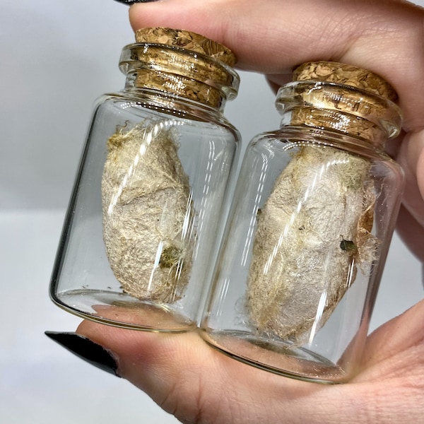 Real Polyphemus Moth Cocoons Insect Taxidermy in a Bottle