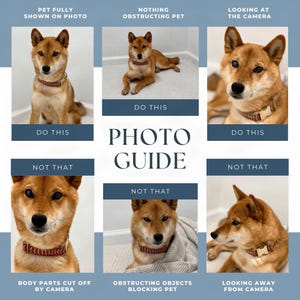 The image is a collage of six images featuring a Shiba Inu dog, with each image accompanied by a caption describing the dog's behavior or appearance.
