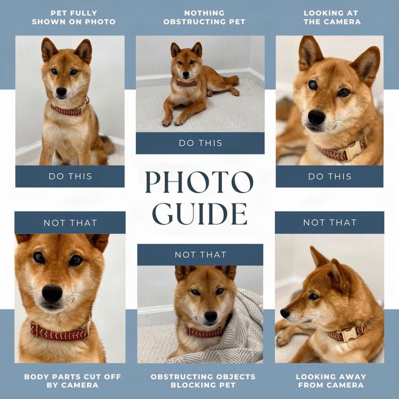 The image is a collage of six images featuring a Shiba Inu dog, with each image accompanied by a caption describing the dog's behavior or appearance.