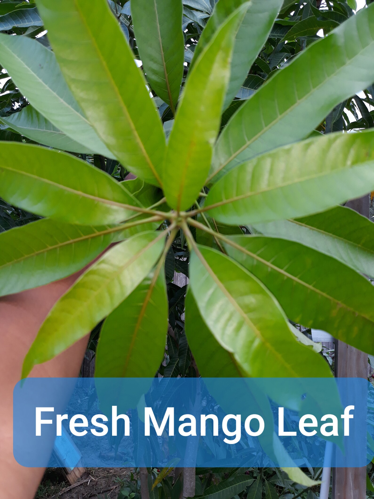 Freshly Picked Mango Leaves 14 Count Locally Grown No Etsy