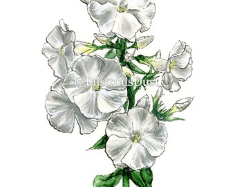 20x30 cm Druck von Phlox Original Aquarell