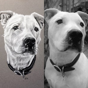 Puede incluir: Un dibujo en blanco y negro de un perro blanco con un collar negro, junto a una foto del mismo perro. El dibujo es de estilo realista y captura los rasgos del perro con detalle.