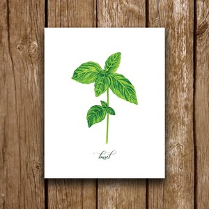 Basil Kitchen Herbs Watercolor Illustration Art Print Instant Download ...