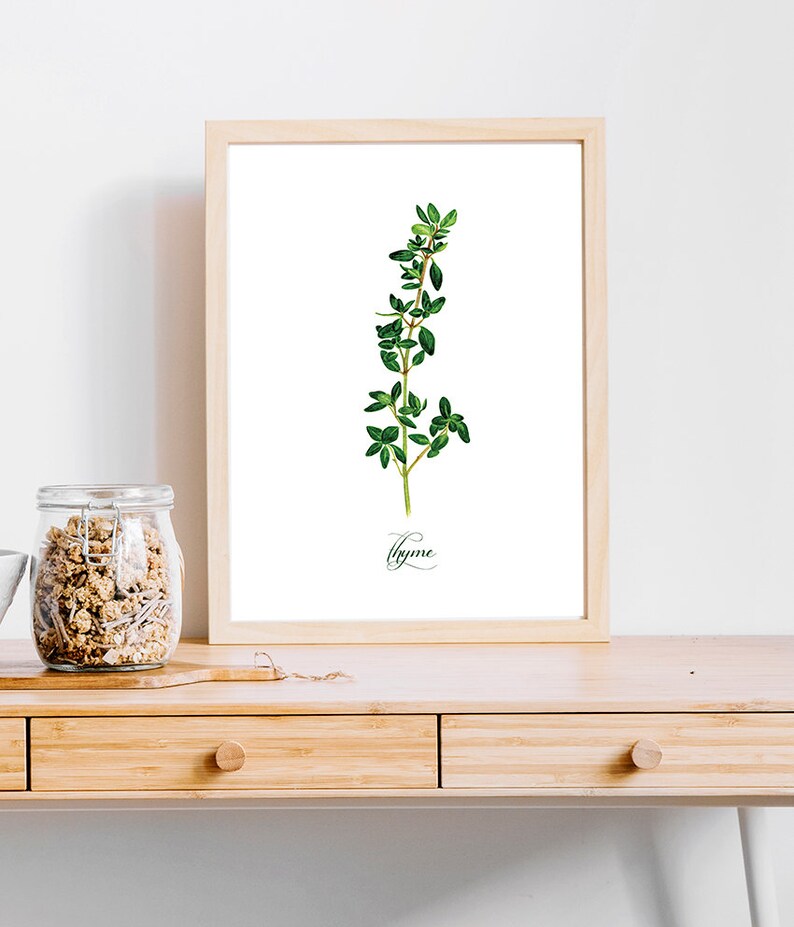 Thyme Kitchen Herbs Giclee Print Watercolor Illustration Art Etsy