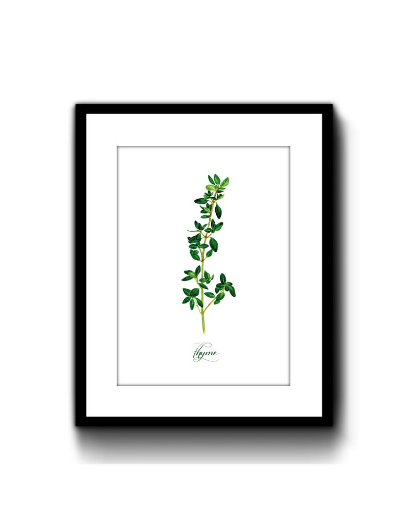 Thyme Kitchen Herbs Giclee Print Watercolor Illustration Art Etsy