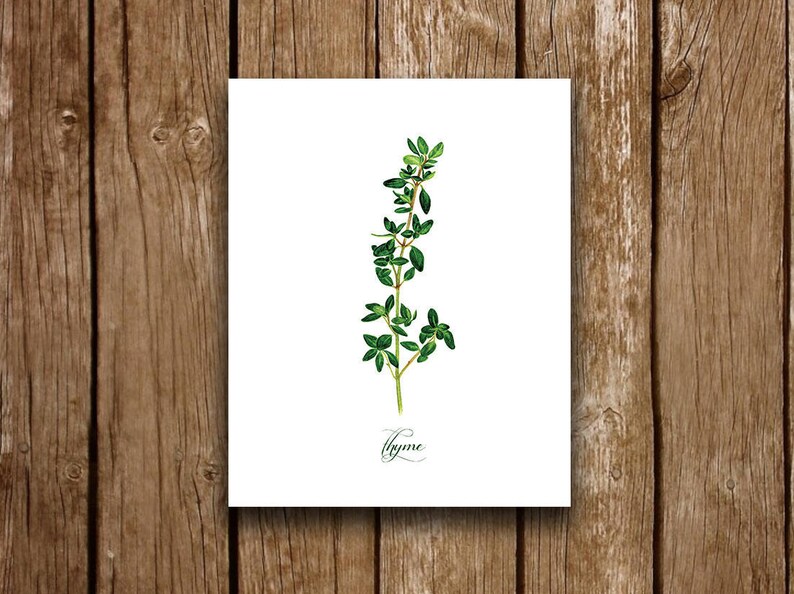 Thyme Kitchen Herbs Watercolor Illustration Art Print Instant Download