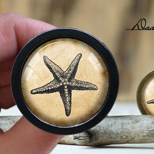 May include: Two round knobs with black and brass frames. The knobs feature a vintage-style image of a starfish on a beige background.