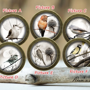 May include: Six round glass cabochons with bronze metal frames, each featuring a different bird illustration. The birds are depicted in a vintage style with a white background and grey and brown tones. The cabochons are labelled with letters A through F.