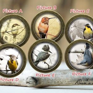 Pode incluir: Seis botões decorativos redondos de cor dourada com inserções de vidro que apresentam diferentes ilustrações de pássaros. Cada botão tem um fundo branco com um pássaro no centro. Os pássaros são um pássaro castanho e branco, um pássaro vermelho e castanho, um pássaro amarelo, um pássaro amarelo e preto, um pássaro azul e cinzento, e um pássaro azul.