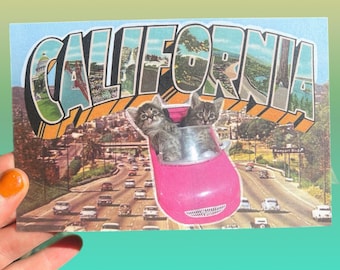 POSTCARD California Freeway Cats