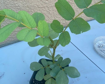 Live Cassia Alata Plants, Candlestick plants, Senna Alata, Attracts Butterflies