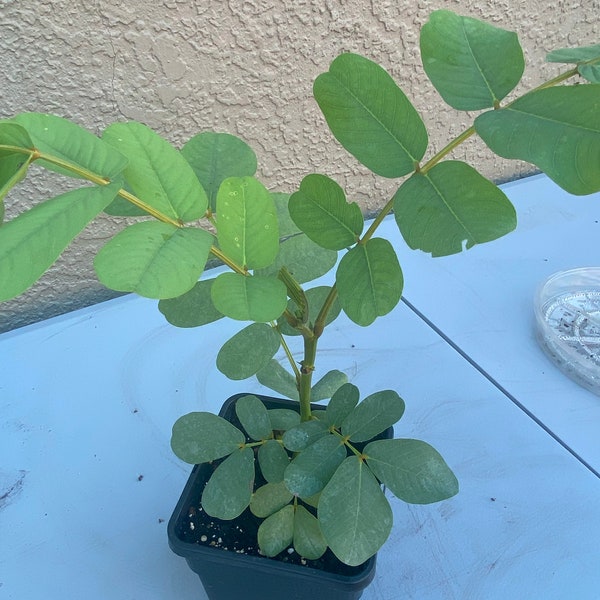 Live Cassia Alata Plants, Candlestick plants, Senna Alata, Attracts Butterflies