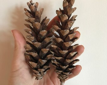 50 Scotch Pine Cones - New England Grown Trees
