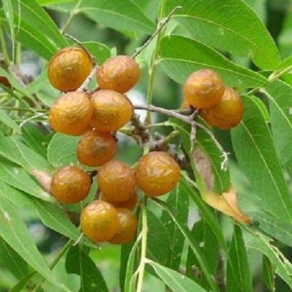 Indian Soapberry Seeds - Sapindus mukorossi - Chinese Soapnut Hardy Deciduous Reetha Tropical Fruit Tree Washnut Ritha Herb - 5/10/15 Seeds