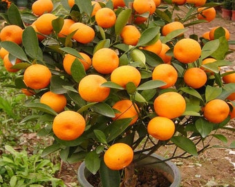 Edible Dwarf Orange Tree 20 PCS Seeds Garden Fruit Mandarin Bonsai Flores Citrus Edible Dwarf Orange Tree 20 PCS Seeds Garden Fruit Mandarin Bonsai Flores Citrus