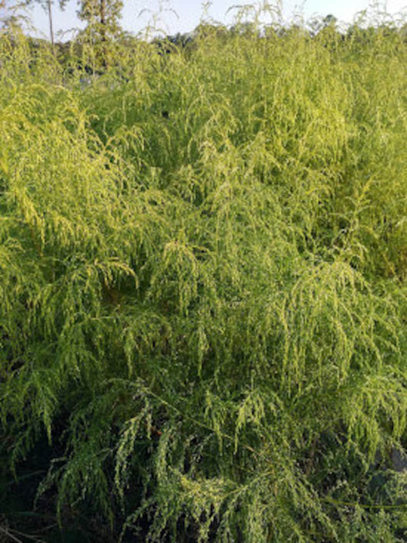 Dried Dogfennel Wild Dog Fennel Mayweed eupatorium Etsy UK